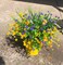 9pcs Artificial Flowers, UV Resistant Faux Outdoor Flowers, Fake Plastic Flowers for Hanging Planter Porch Window Garden Decoration Yellow Purple Green